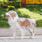 🐶☔ Transparent Dog Raincoat – Protection Against Rain and Wind