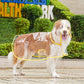 🐶☔ Transparent Dog Raincoat – Protection Against Rain and Wind