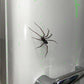 🕷️ Spider Fridge Magnets
