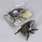 Wind-up crawling insect toy realistic prank gadget fun decor 🐜