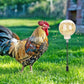 🦆🌾 Interactive Duck Feeding Toy – Peck & Feed